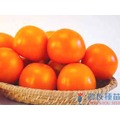 《農友種苗》精選蔬果種子 HV-070金番茄(金光)