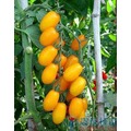 《農友種苗》精選蔬果種子 HV-072黃番茄(金玉)