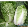 《農友種苗》精選蔬果種子 HV-080山東大白菜(F-398)