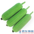 《農友種苗》精選蔬果種子 HV-095圓筒絲瓜(農友132)