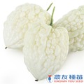 《農友種苗》精選蔬果種子 HV-116白蘋果苦瓜(白玉蘋)
