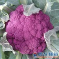 《農友種苗》精選蔬果種子 HV-119紫花椰菜