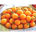《農友種苗》精選蔬果種子 HV-130胡蘿蔔番茄(燈珠)