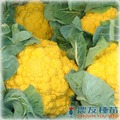 《農友種苗》精選蔬果種子 HV-134黃金花椰菜