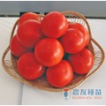 《農友種苗》精選蔬果種子 HV-135大牛番茄(鐵娘)