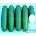 《農友種苗》精選蔬果種子 HV-138大胡瓜(萬綠)