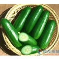 《農友種苗》精選蔬果種子 HV-139可口瓜(蜜燕)
