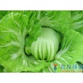 《農友種苗》精選蔬果種子 HV-141長年菜(包心芥菜)