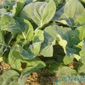 《農友種苗》精選蔬果種子 HV-163芥藍菜(圓葉白花)