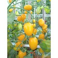 《農友種苗》精選蔬果種子 HV-173夏之黃番茄(阿蘭)