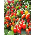 《農友種苗》精選蔬果種子 HV-174夏之紅番茄(FS-505)