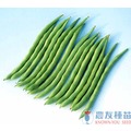 《農友種苗》精選蔬果種子 HV-177敏豆(農友162)