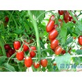 《農友種苗》精選蔬果種子 HV-206蜜番茄(小蜜)