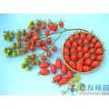《農友種苗》精選蔬果種子 HV-207美女番茄