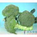 《農友種苗》精選蔬果種子 HV-221青花菜(翠翠)