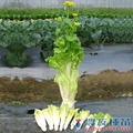 《農友種苗》精選蔬果種子 HV-234娃娃菜(小英)