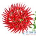 《農友種苗》精選蔬果種子 HV-246朝天椒(滿天紅)