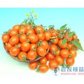 《農友種苗》精選蔬果種子 HV-248橘番茄(金英)