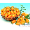 《農友種苗》精選蔬果種子 HV-250優質番茄(金瑩)