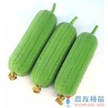 《農友種苗》精選蔬果種子 HV-252圓筒絲瓜(阿俊)