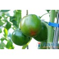 《農友種苗》精選蔬果種子 HV-258蘋果番茄(秋英)