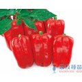 《農友種苗》精選蔬果種子 HV-259紅彩椒(紅麗星)