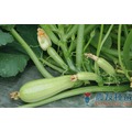 《農友種苗》精選蔬果種子 HV-269夏南瓜(SQ-1264)