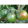《農友種苗》精選蔬果種子 HV-272古早味番茄(美惠)