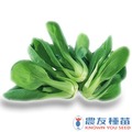 《農友種苗》精選蔬果種子 HV-291青江菜(綠鶯)