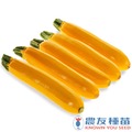 《農友種苗》精選蔬果種子 HV-299黃櫛瓜(阿滿)