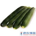 《農友種苗》精選蔬果種子 HV-300綠櫛瓜(阿菲)