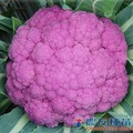 《農友種苗》精選蔬果種子 HV-303青梗紫花椰菜(CF-483)