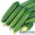 《農友種苗》精選蔬果種子 HV-304水果胡瓜(東燕)