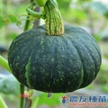 《農友種苗》精選蔬果種子 HV-305栗子南瓜(OK-101)