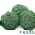 《農友種苗》精選蔬果種子 HV-307青花菜(清華)