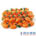 《農友種苗》精選蔬果種子 HV-327橙番茄(麗金)