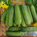 《農友種苗》精選蔬果種子 HV-348水果胡瓜(CB-1341)