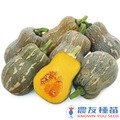 《農友種苗》精選蔬果種子 HV-349土豆南瓜(金葫蘆)