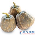 《農友種苗》精選蔬果種子 HV-350吊鐘南瓜(祥姑)