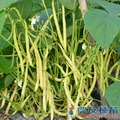 《農友種苗》精選蔬果種子 HV-352金敏豆(SB-234)