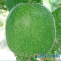 《農友種苗》精選蔬果種子 HV-359小冬瓜(青山)