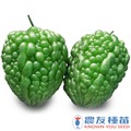 《農友種苗》精選蔬果種子 HV-366綠蘋果苦瓜(翠玉蘋)