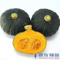 《農友種苗》精選蔬果種子 HV-369大栗南瓜(丘桑)
