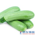 《農友種苗》精選蔬果種子 HV-370白綠櫛瓜(夏綠蒂)