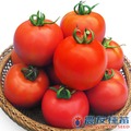 《農友種苗》精選蔬果種子 HV-374牛番茄(F-4292)