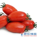 《農友種苗》精選蔬果種子 HV-375羅馬番茄(淑妃)