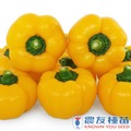 《農友種苗》精選蔬果種子 HV-376金蘋果彩椒(金蘋)