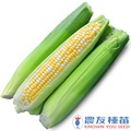 《農友種苗》精選蔬果種子 HV-383雙色水果玉米(吉珍二號)