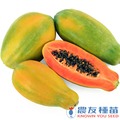 《農友種苗》精選蔬果種子 HV-384夏威夷木瓜(日陞)