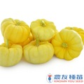 《農友種苗》精選蔬果種子 HV-403黃鮑魚櫛瓜